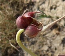  Apical bulblets with spathe
